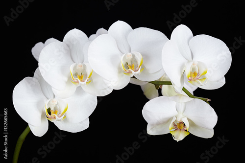 Fototapeta Naklejka Na Ścianę i Meble -  The branch of white orchid on a black background