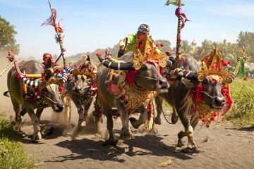 Ingelijste posters Indonesië Traditionele buffelrace op Bali  © sculpies