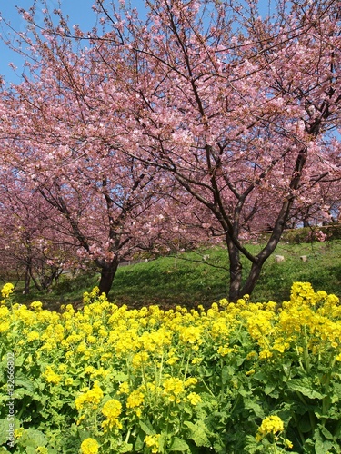 松田の河津桜と菜の花