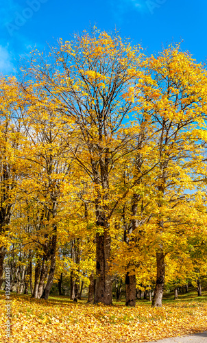 Yellow trees under deep blue sky in warm sunny day
