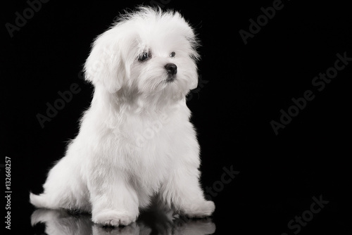Maltese puppy on the black background
