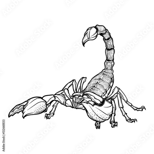 Detailed realistic scorpio drawing isolated on white background. Tattoo design, zodiac sign concept art, horoscope article illustration. Coloring book for adults page. EPS10 vector illustration.
