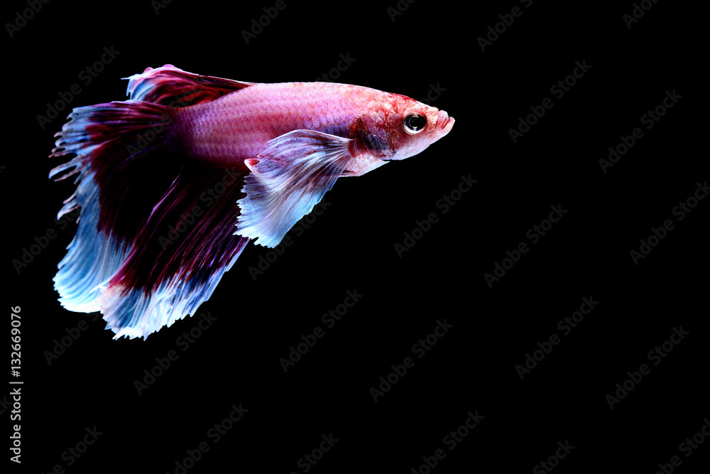 Siamese fighting fish Siamese fighting fish