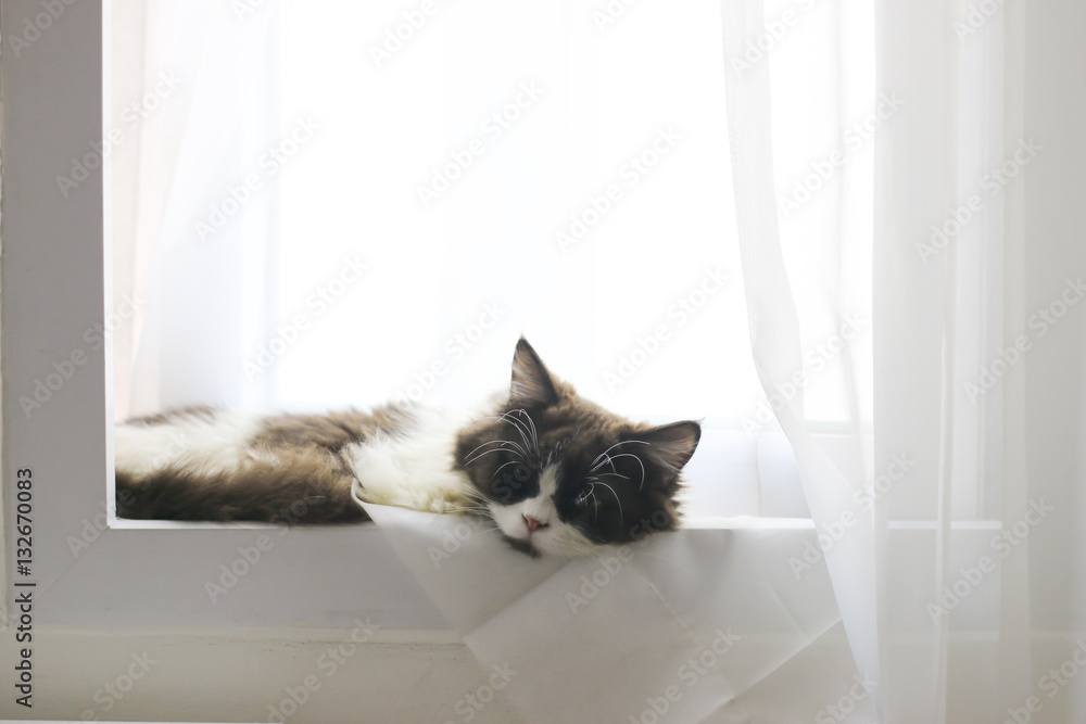 Stock Photo:.Beautiful grey cat sleeping on windowsill
