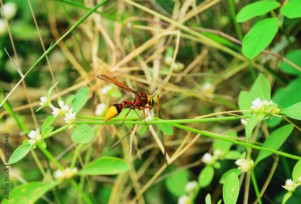 wasp wasp