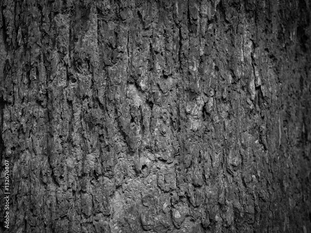 black and white of Tree Bark texture beautiful pattern for background black and white of Tree Bark texture beautiful pattern for background