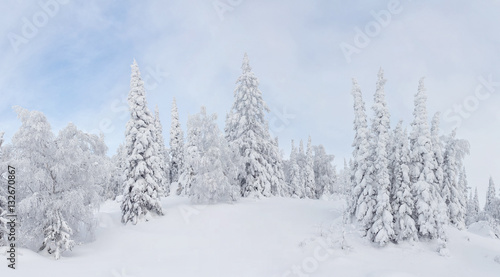 Winter Christmas landscape with snow fir trees covered with hoarfrost with blue sky