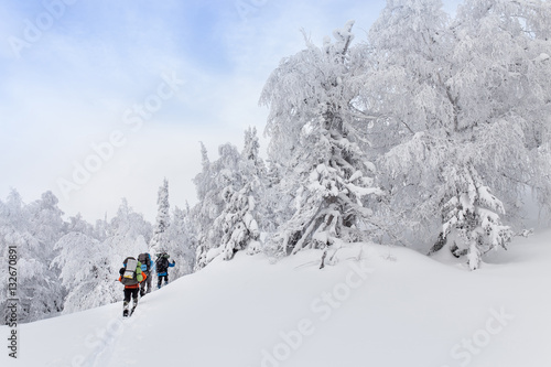 Small group of cross country skiers with backpacks walking and exercise in the winter forest in Ural