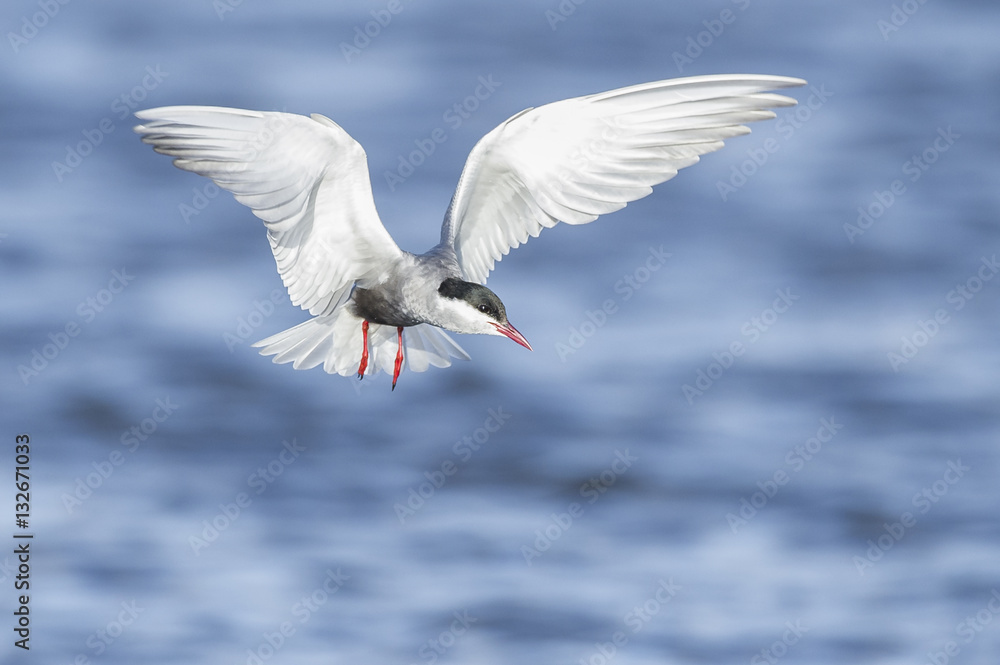 Whiskered Tern in Flight and hunting over a shallow wetland Whiskered Tern in Flight and hunting over a shallow wetland