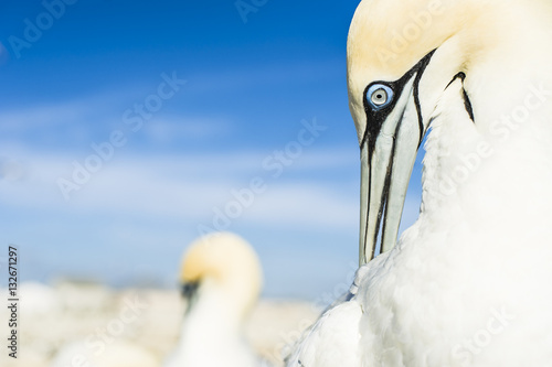 Cape gannet preening, Malgas Island, Western Cape, South Africa photo