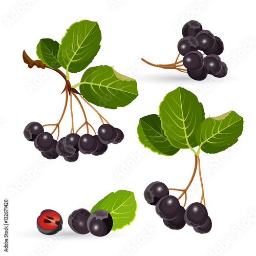 Branches of aronia with green leaves on white. Chokeberries vector photo