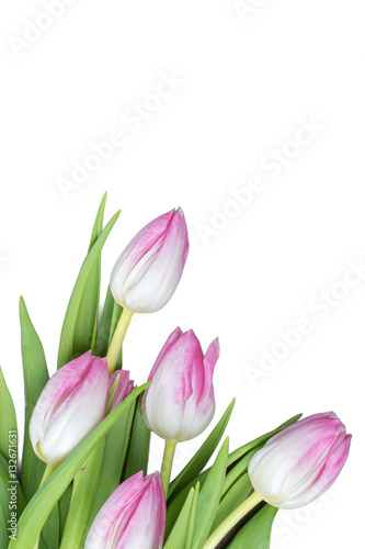 Isolated pink tulips on white background.