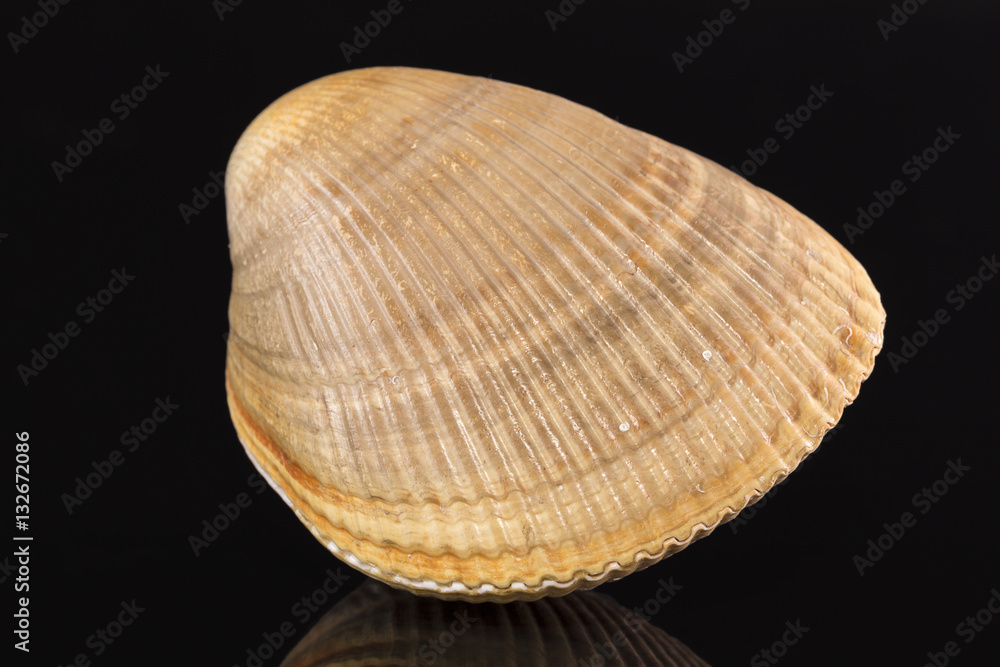 Closed sea shell of mollusk isolated on black background Closed sea shell of mollusk isolated on black background