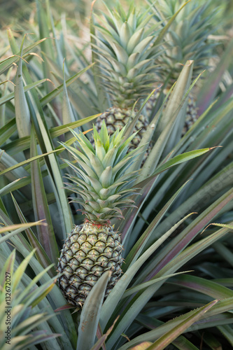 Pineapple plant, tropical fruit growing in a farm