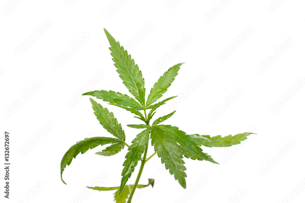 Baby cannabis plant in a flower pot Baby cannabis plant in a flower pot