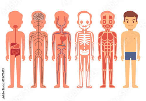 Human body anatomy vector illustration. Male skeleton, muscular, circulatory, nervous and digestive systems