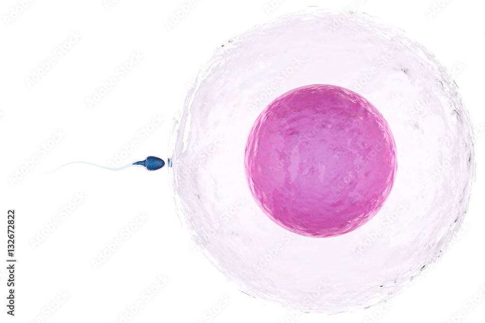 sperm with ovum - obrazy, fototapety, plakaty 