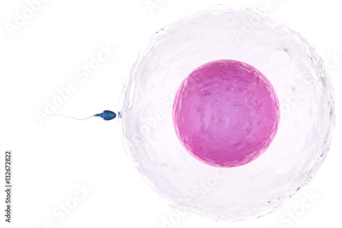 sperm with ovum photo