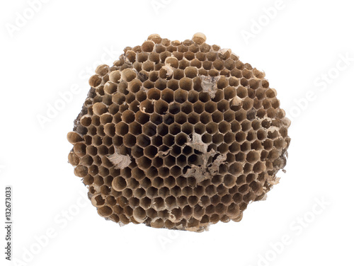 Old honeycomb isolated