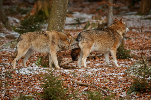 Eurasian wolfpack in nature habitat in bavarian forest, national park in eastern germany, european forest animals, canis lupus lupus