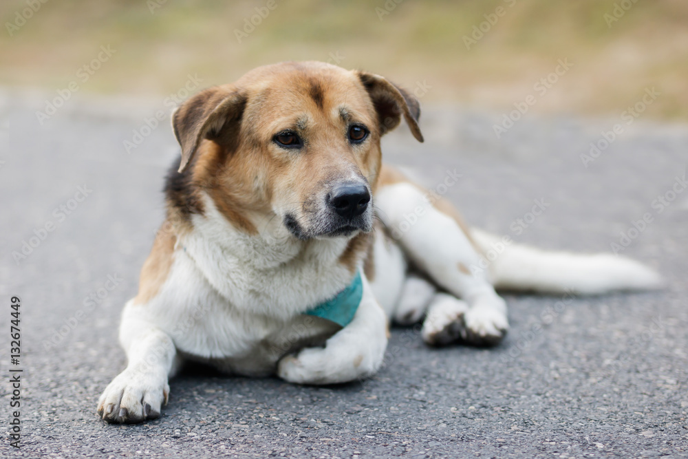 old dog sitting in the park path old dog sitting in the park path