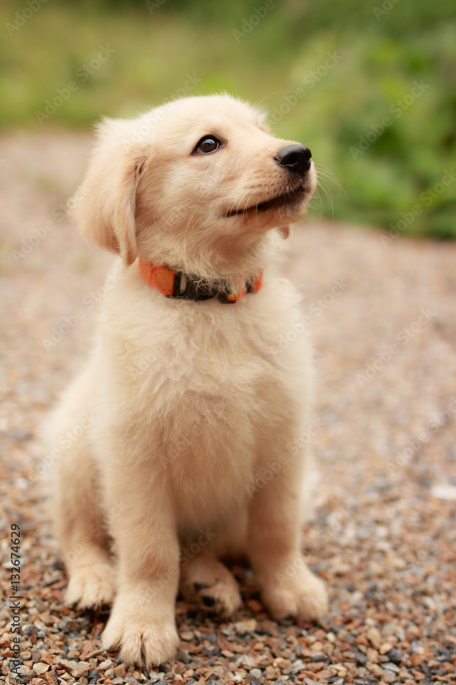 eight week old golden retriever puppy 