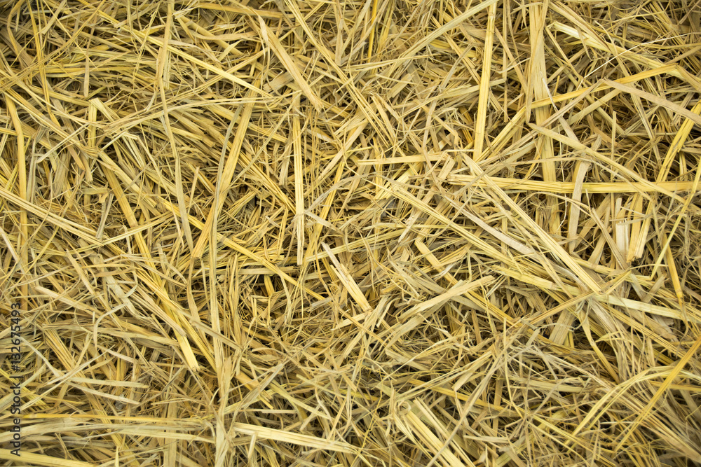 Dry Wheat Yellow Straw Texture abstract background Dry Wheat Yellow Straw Texture abstract background