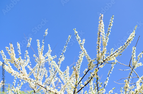 white cherry blossom © torjrtrx