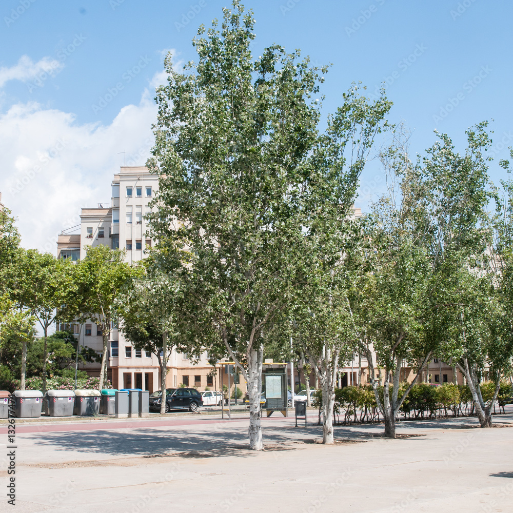 Álamos blancos (Populus alba) en una calle, Barcelona