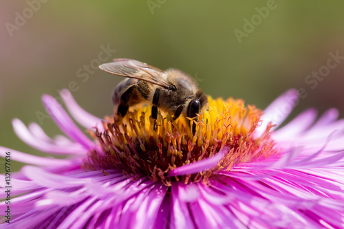 bee on a flower