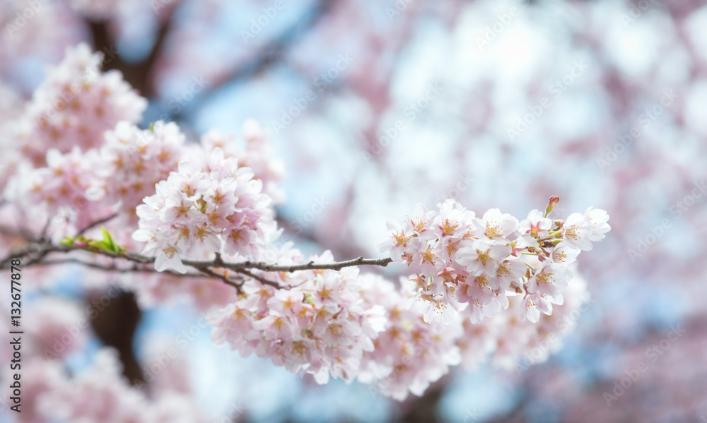 Close up Spring Cherry blossoms ,Sakura Background Close up Spring Cherry blossoms ,Sakura Background