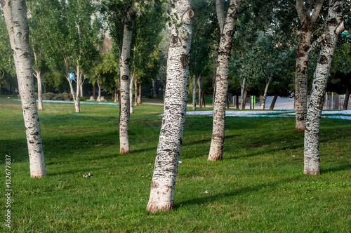 Álamos blancos (Populus alba) en un parque urbano, Barcelona
