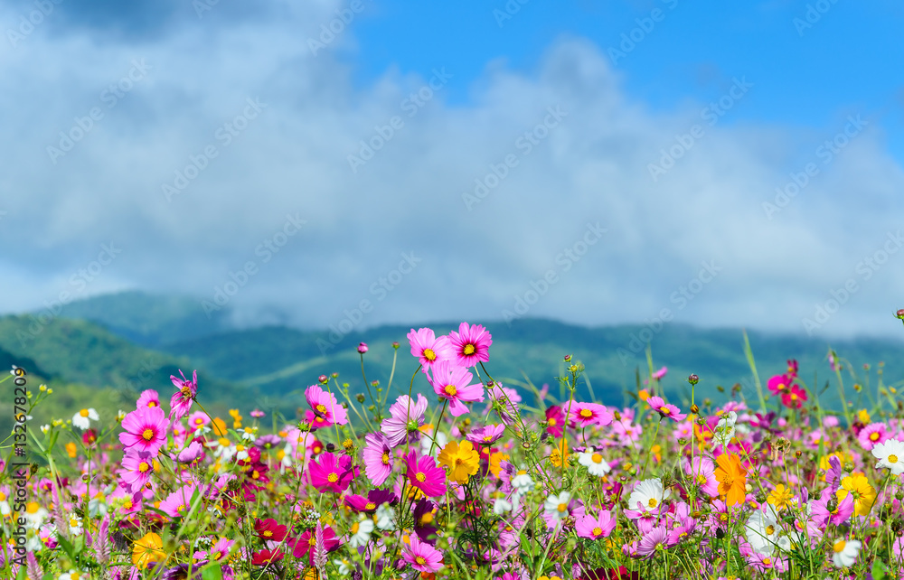 pink flowers with mountain and cloud backgroud. pink flowers with mountain and cloud backgroud.