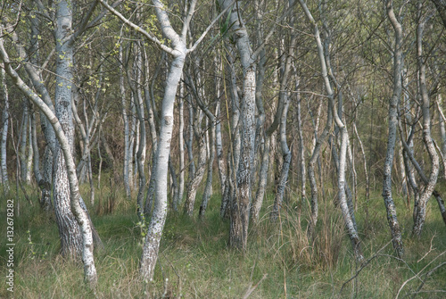 Obraz na plátně Bosque de álamos blancos (Populus alba)