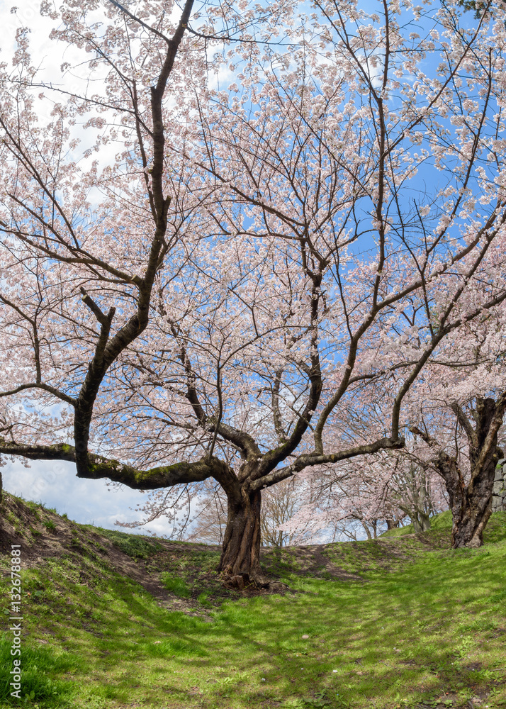 Spring Cherry blossoms tree