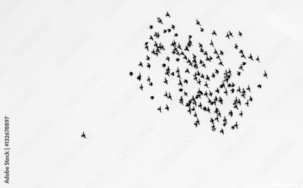 Vogelschwarm Vogelschwarm