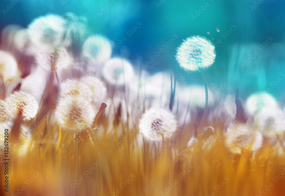 Obraz premium Łatwe powietrze świecące mlecze z nieostrość w trawie latem słońce rano na zewnątrz makro na niebieskim tle złota. Romantyczny marzycielski obraz artystyczny. Tapety na pulpit, karta.