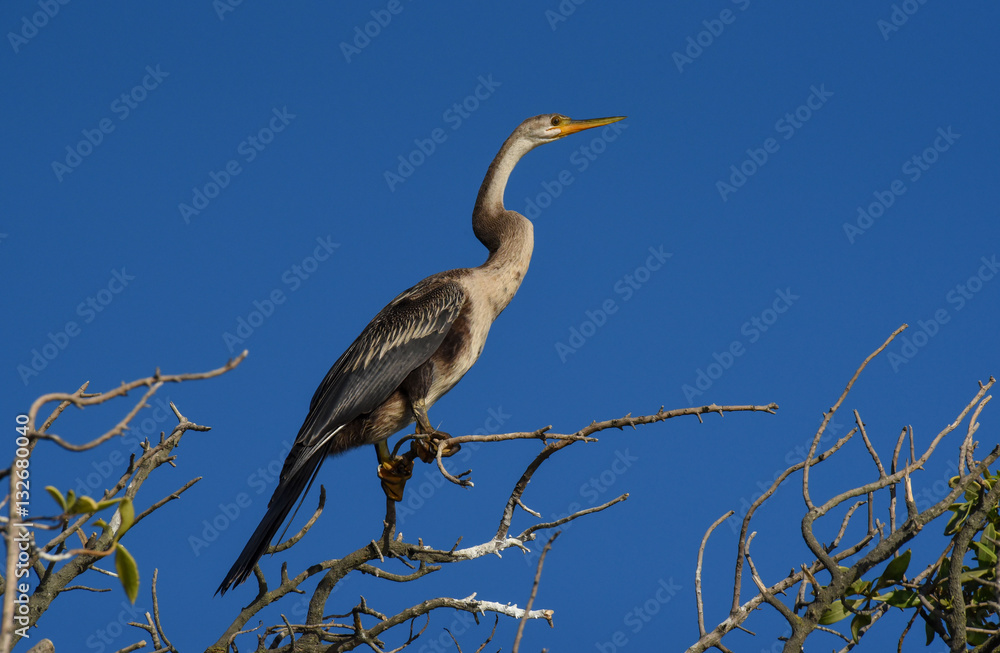 Fototapeta premium African darter