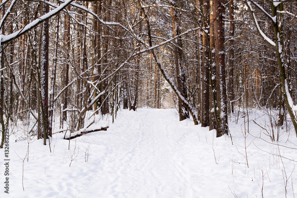Fototapeta premium Tree trunks in winter forest