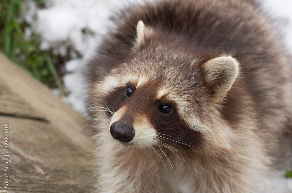 portrait of a young male raccoon close up