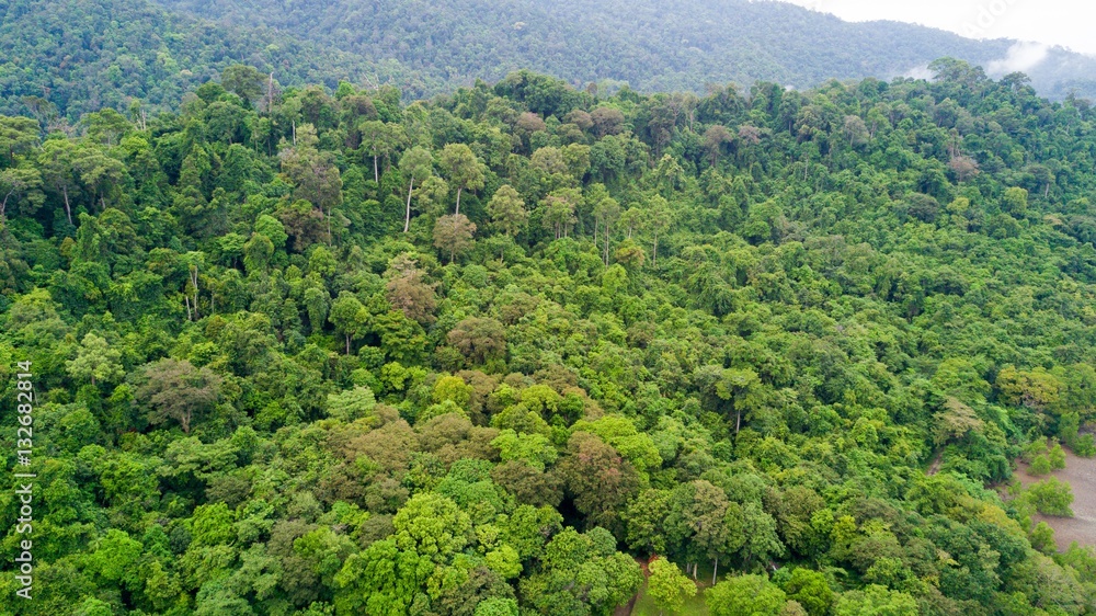 Rainforest aerial view