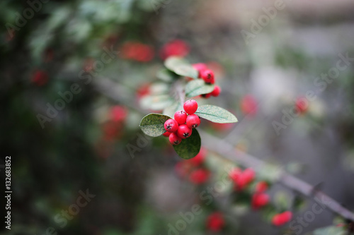 Red hawthorn berries on a tree branch