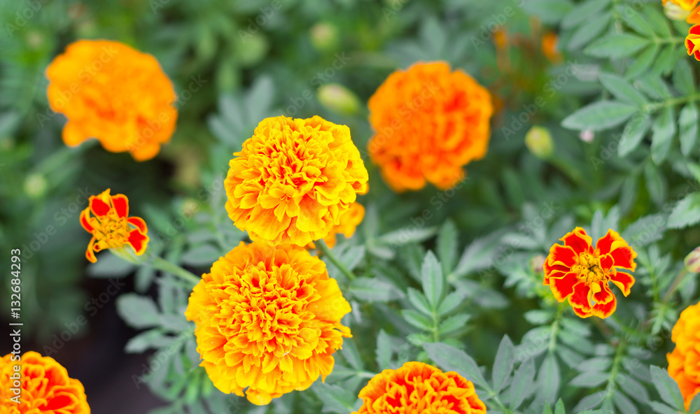 Spring background with beautiful yellow flowers in garden. Spring background with beautiful yellow flowers in garden.