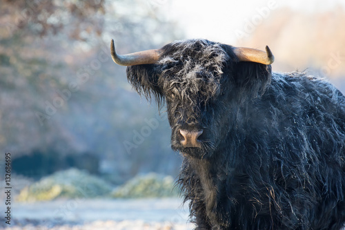 Close up black scottish highlander cow