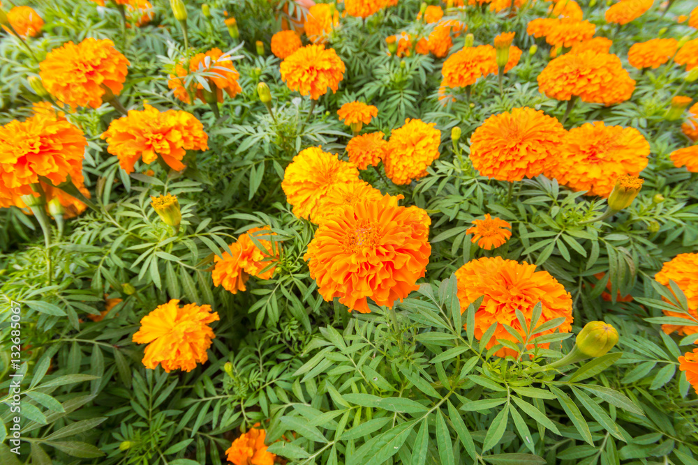 Spring background with beautiful yellow flowers in garden. Spring background with beautiful yellow flowers in garden.