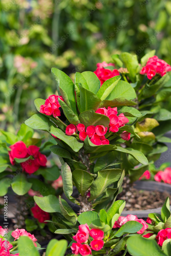 Spring background with beautiful red flowers in garden. Spring background with beautiful red flowers in garden.