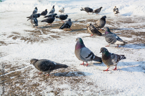 Flock of pigeons at the snowy ground.