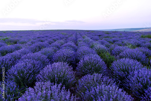 Photo of purple flowers in a lavender field in bloom at sunset  cobusca noua village  moldova