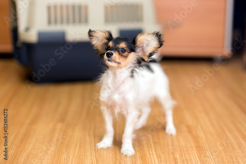 Papillon puppy and travel plastic carrier for pet © Sergey Lavrentev