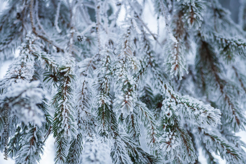 Close up image of some frozen pine branches. 